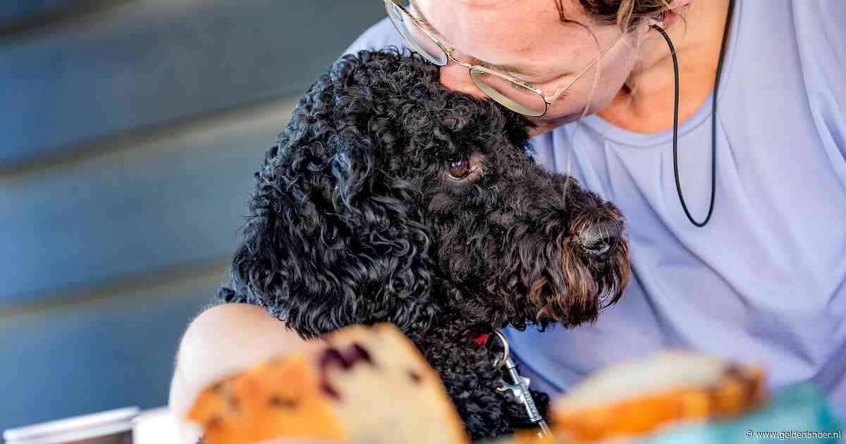 Labradoodle Bobbie kan leven van Marieke (27) veranderen, haar nicht helpt met een bijzondere actie