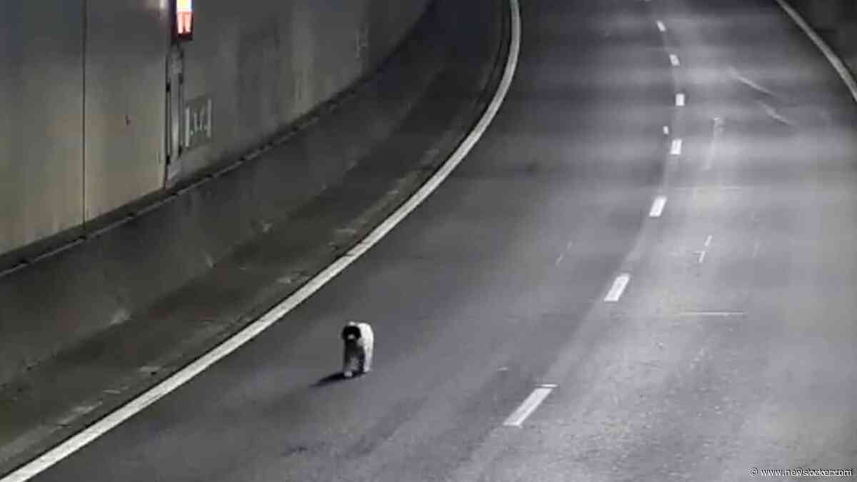 Verdwaalde hond rent over A16, verkeer tijdelijk stopgezet