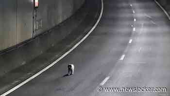 Verdwaalde hond rent over A16, verkeer tijdelijk stopgezet
