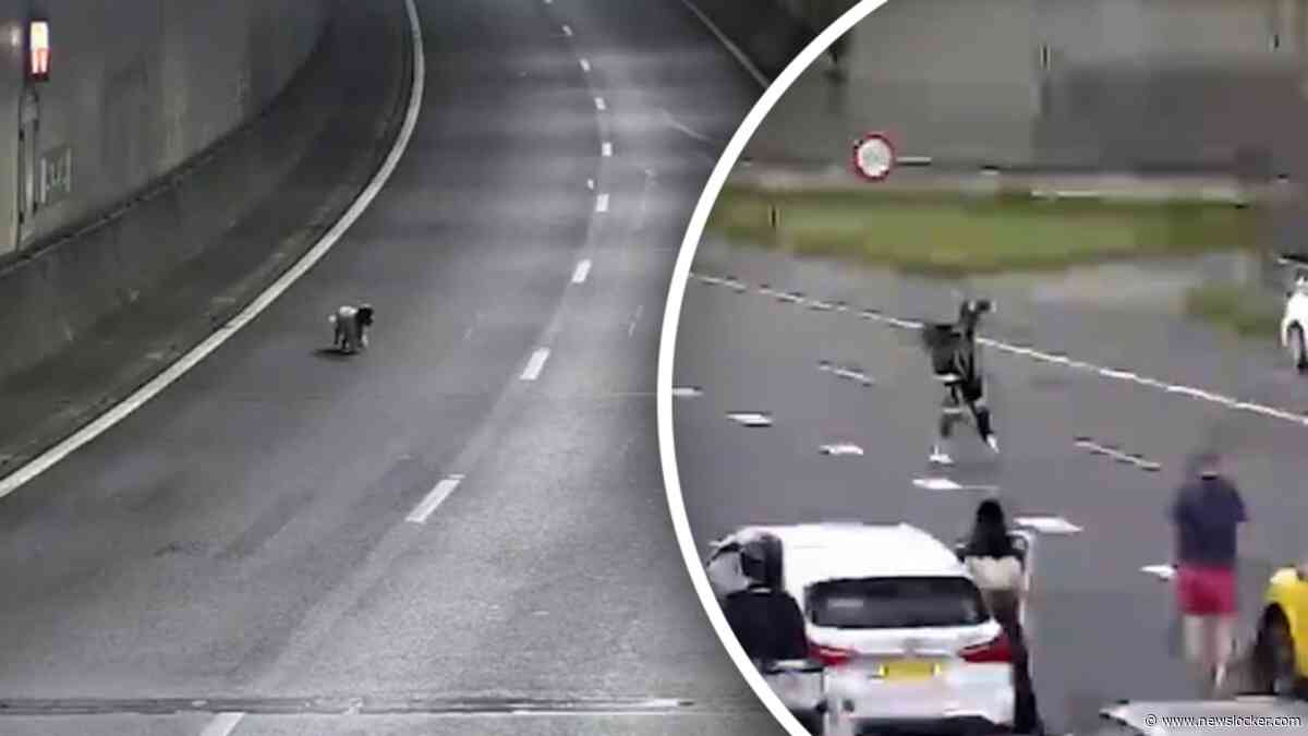 Verdwaald hondje rent Drechttunnel in waarop agenten verkeer stoppen