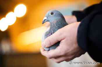 AI can learn cancer detection from pigeons: study