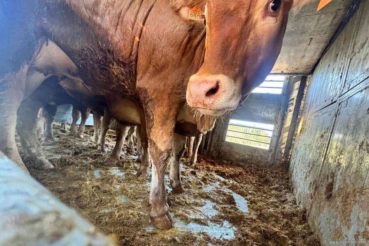 Les 45 vaches bloquées depuis vendredi, entre Nice et La Gaude, ont repris la route vers l’Italie