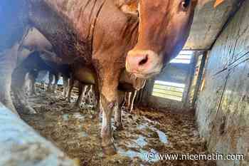 Les 45 vaches bloquées depuis vendredi, entre Nice et La Gaude, ont repris la route vers l’Italie