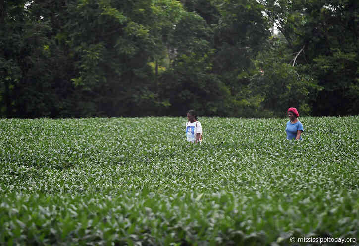 China resumes US soybean purchases under trade deal with Trump, but future for farmers remains ‘daunting’ 