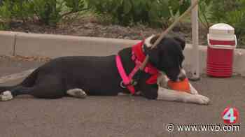 "Wags and Wheels" raises money for local animal rescues