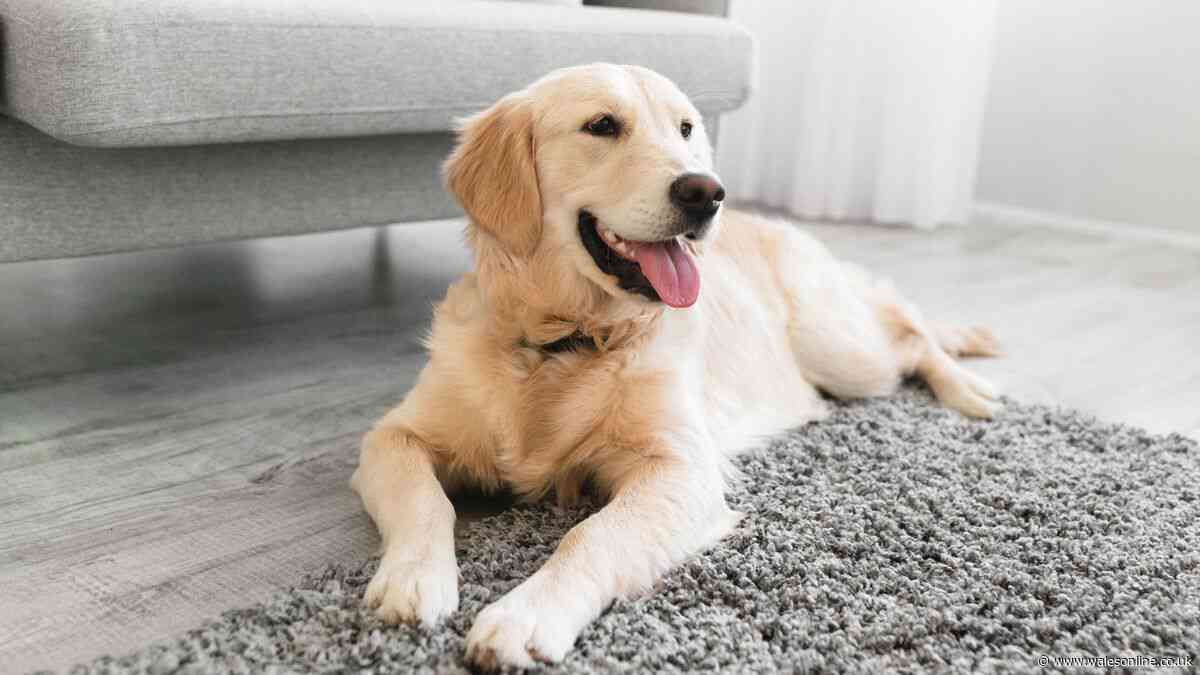 Dog trainer issues alert for households leaving pet home alone