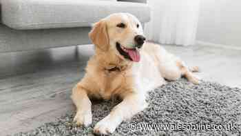 Dog trainer issues alert for households leaving pet home alone