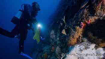 USF researching Antarctic sea squirt that could be tool in fight against melanoma