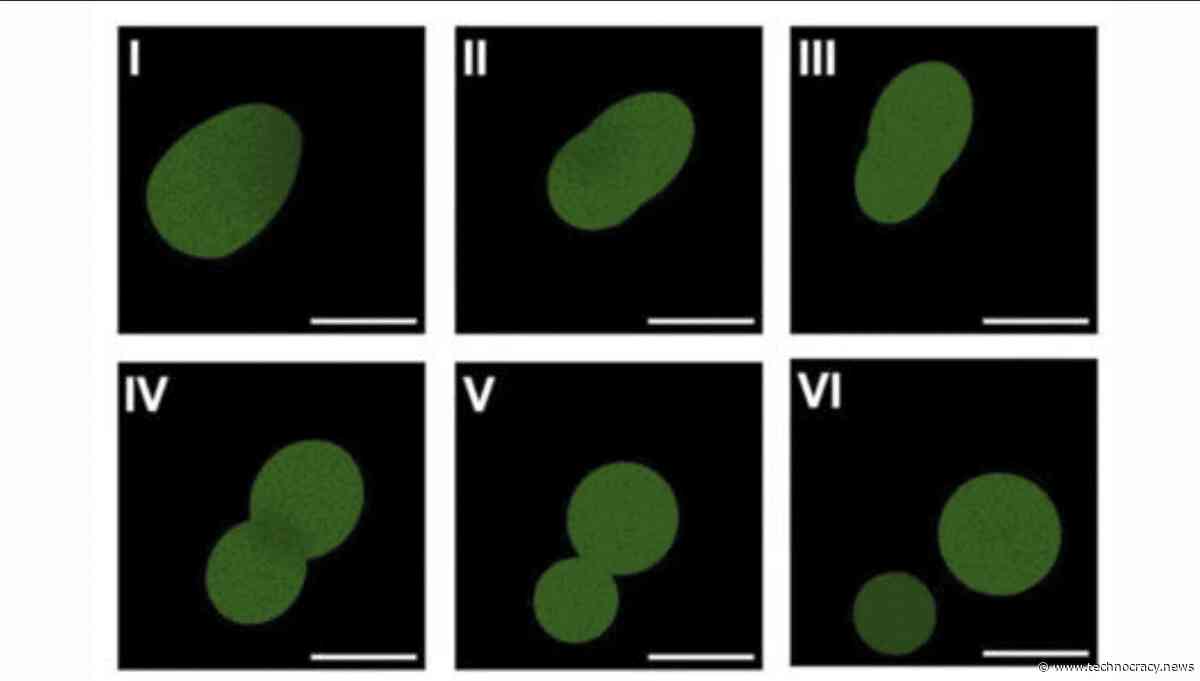SpudCells: Scientists Build Fully Synthetic Life Form That Can Eat And Reproduce