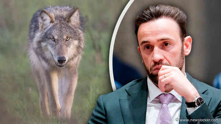 Wolf kan binnen enkele dagen worden afgeschoten: staatssecretaris Erkens passeert Tweede Kamer en voert eigenhandig wet in