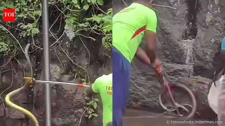 Snake scare at Courtallam falls leaves tourists stunned, visitors seen running around pushing each other as snake slithers nearby; rescue video goes viral