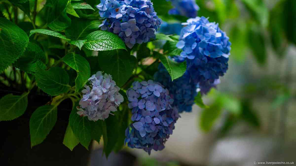 One ingredient in soil will turn hydrangea blooms the 'deepest blue'