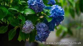 One ingredient in soil will turn hydrangea blooms the 'deepest blue'