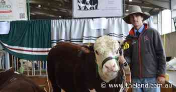 Payment in heifer: the unorthodox way one young gun got his stud start