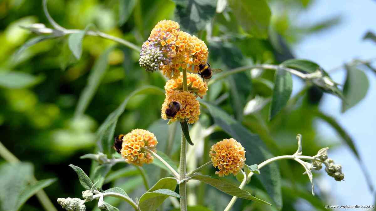 Gardeners can attract wildlife by planting key shrubs