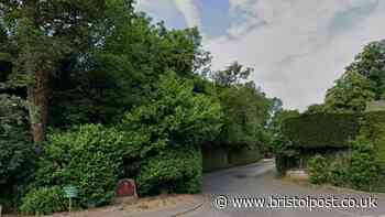 Dozens of trees face the axe at Henbury Golf Club