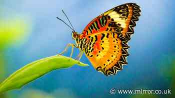Gardeners urged to plant key shrubs in summer to attract bees and butterflies
