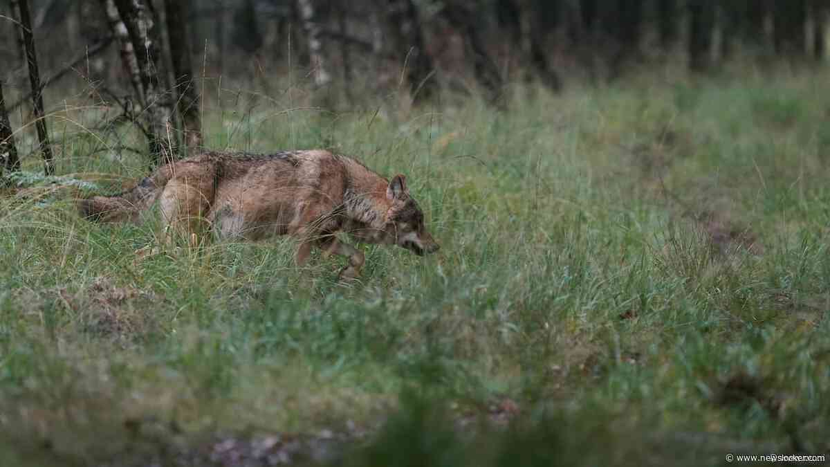Provincies mogen agressieve wolf deze zomer bij incident eerder afschieten