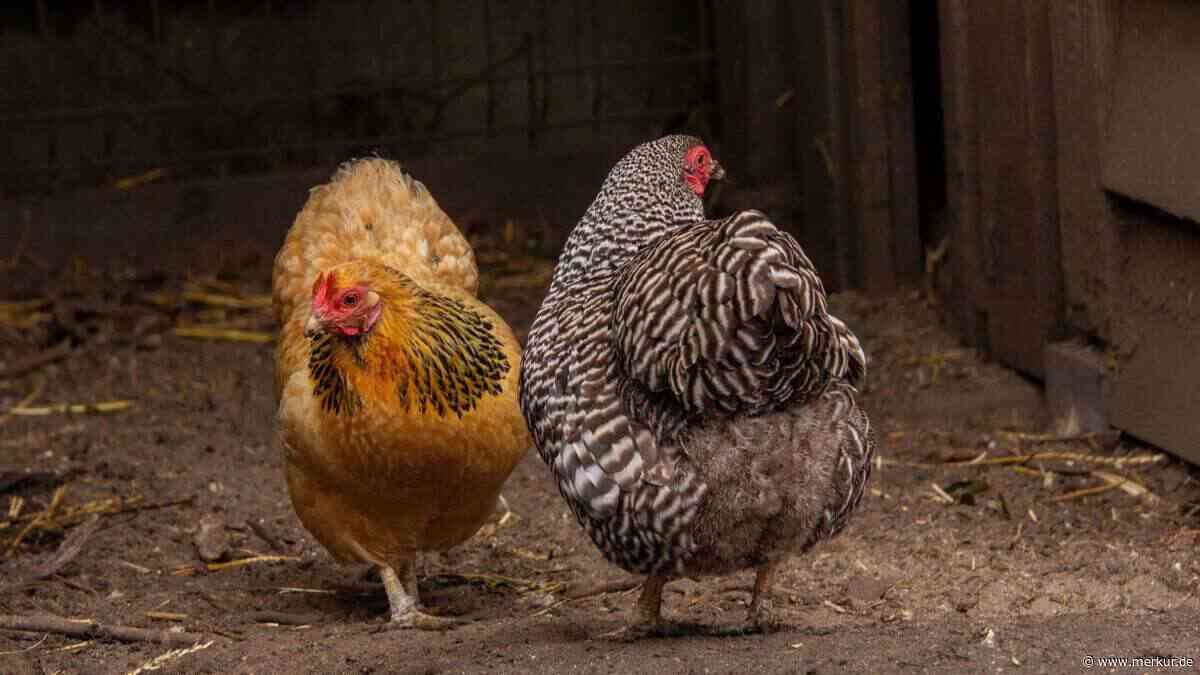 Diese 10 Körpersignale Ihrer Hühner sollten Sie kennen – sie verraten mehr als Sie denken
