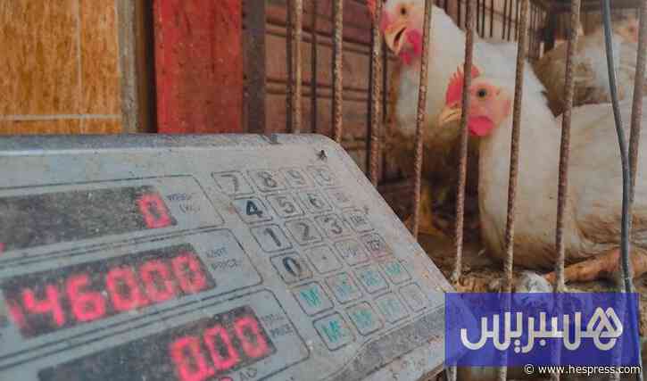 توقعات بارتفاع أسعار الدجاج .. ودعوات إلى الاستبدال بلحوم الأرانب
