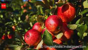 Apple not so 'fruitful' for Himachal? Climate pressures hill state's Rs 5,000 crore economy