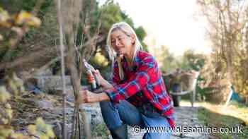 Legal rights if a neighbour's tree is overhanging into your garden
