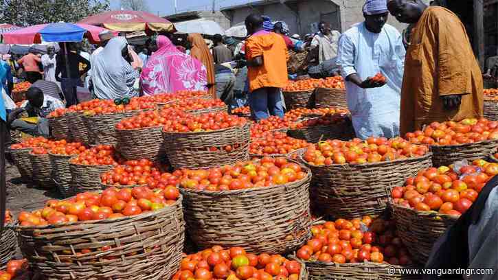Why housewives, caterers, others are crying over rising cost of tomatoes