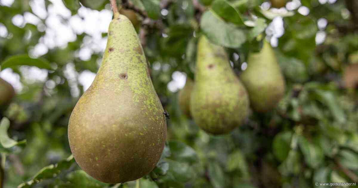 De peer heeft een imagoprobleem: ‘Bij een pokébowl denk je aan mango, waarom niet aan peer?’