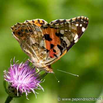Zomer vol leven in de Heemtuin