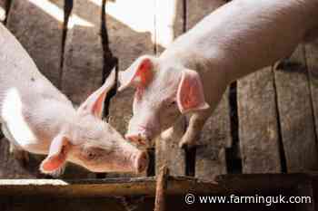 UK pig antibiotic use down 72% in a decade