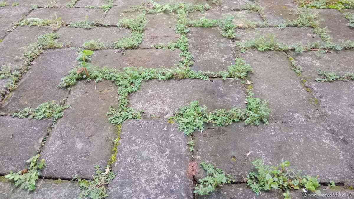 Patios will be free from algae and moss when cleaned with 15p cupboard staple