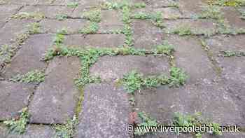 Patios will be free from algae and moss when cleaned with 15p cupboard staple
