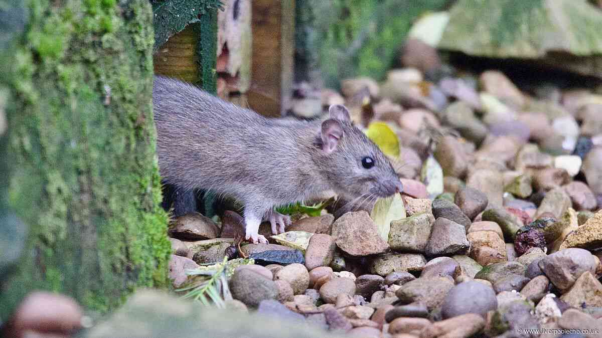 People urged to place one item around the garden to stop rats