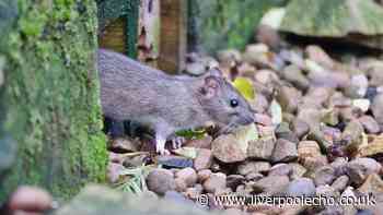 People urged to place one item around the garden to stop rats