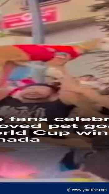 Morocco fans celebrate World Cup victory with beloved pet goat