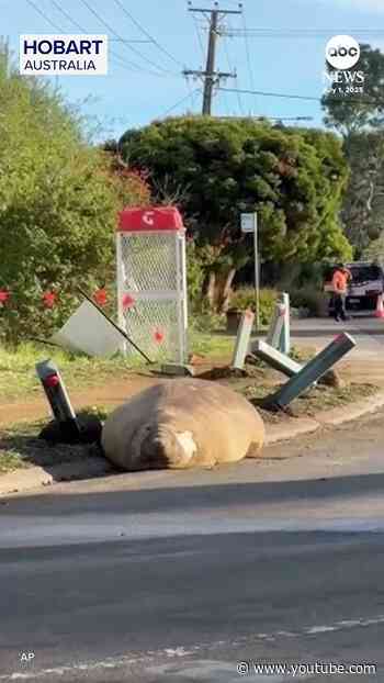 Officials ask fans of Neil the 1-ton seal to give him some space