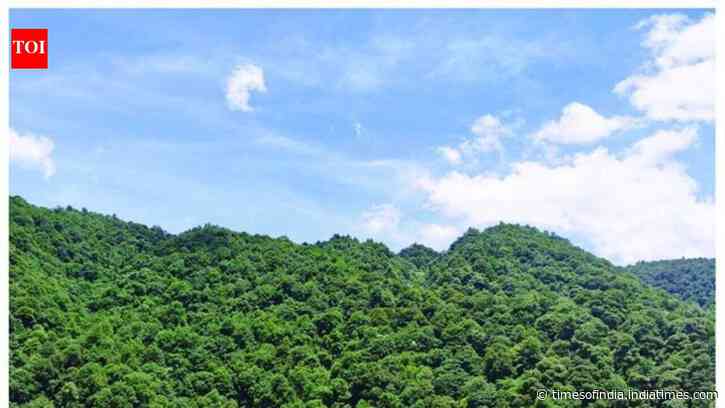 China spent decades planting 66 billion trees; scientists found they now outgrow natural forests by 66%