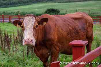 £8m cattle emissions research centre to be built in NI