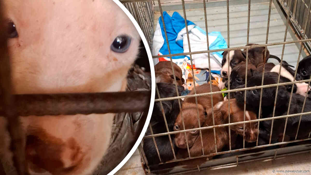 Piepjonge pups zonder moeder opgesloten in verroeste bench, inspectie grijpt in