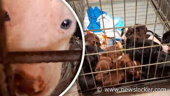 Piepjonge pups zonder moeder opgesloten in verroeste bench, inspectie grijpt in