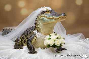 Why a Mexican Mayor Married a Caiman: Inside the Centuries-Old Tradition Bringing Prosperity