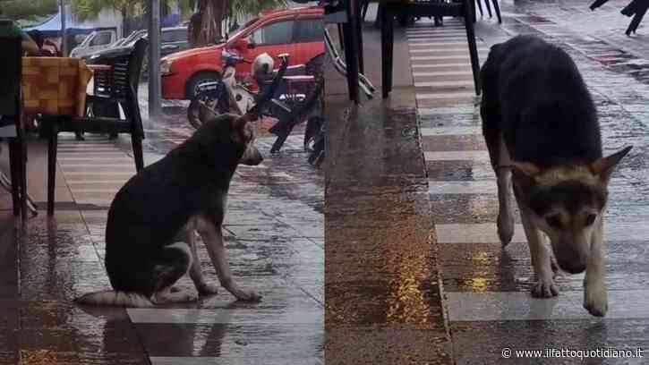 “L’ho riconosciuto in un video sotto la pioggia”: famiglia ritrova il cane scomparso da otto mesi, grazie a una clip diventata virale sui social
