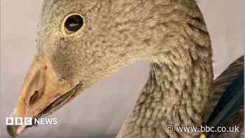 Goose found shot with crossbow bolt at water park