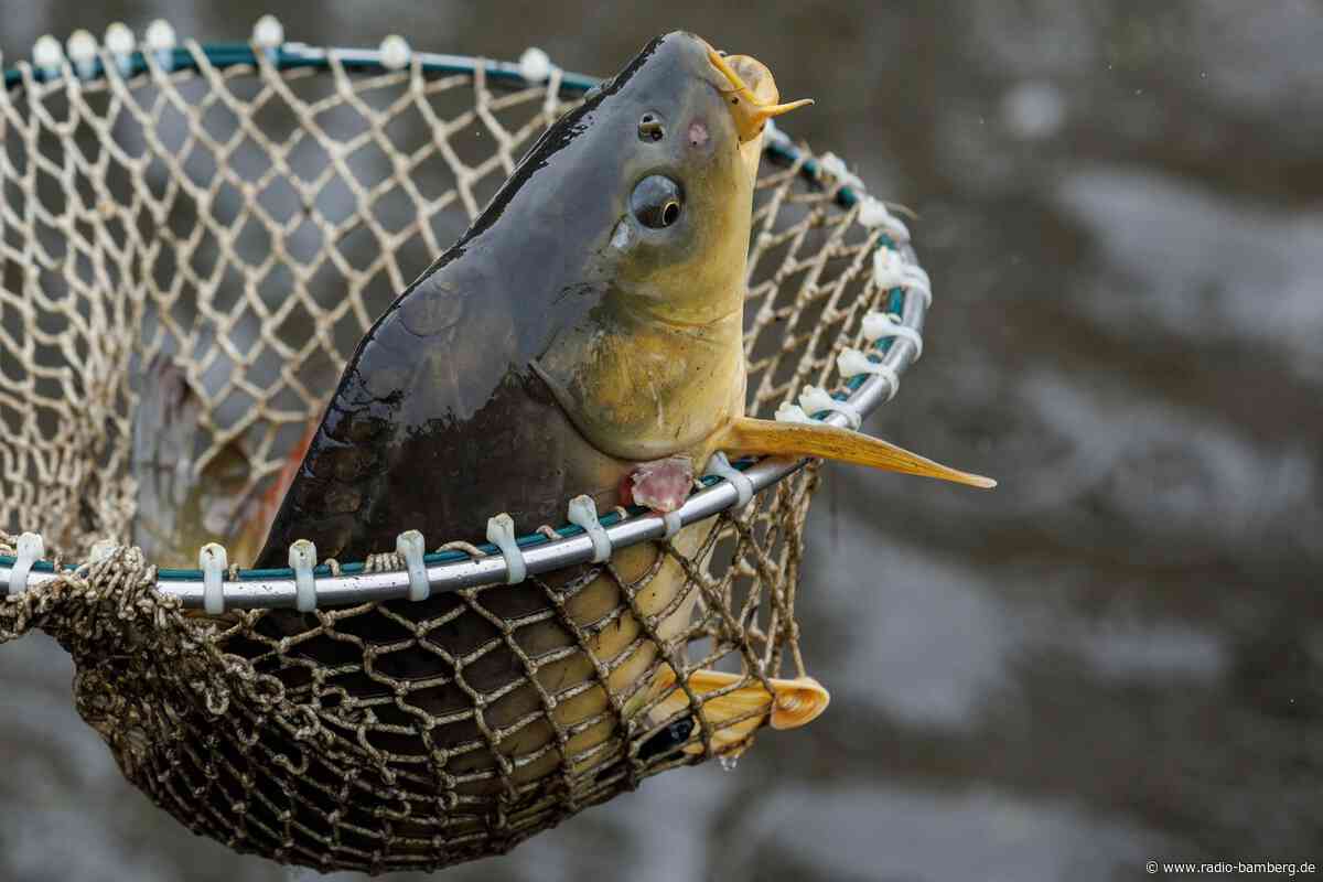 Diebe stehlen Karpfen aus Fischweiher in der Oberpfalz