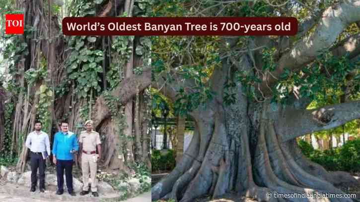 World's oldest scientifically dated banyan tree is in Bihar: How travellers can visit this remarkable 700-year-old living landmark