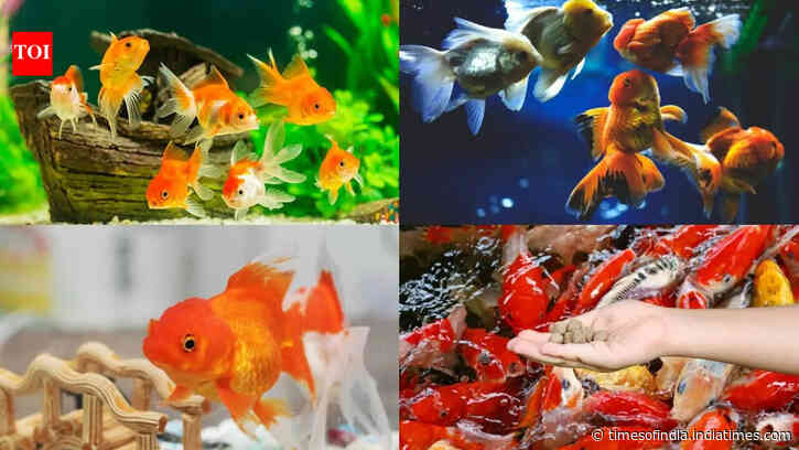 How to maintain goldfish in aqaurium and bowls: A beginner's step-by-step guide to keeping goldfish in healthy condition for several years