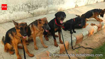 Boneless chicken, eggs, fruits: Menu for police dogs gets Rs 40m lakh upgrade