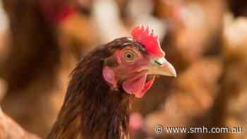 Experts cagey over free-range chickens as bird flu cases grow