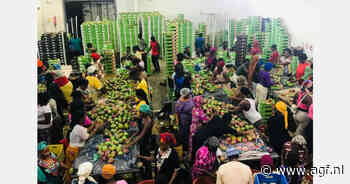 Senegalese mango-export: vraag naar kleine maten lastig in te vullen
