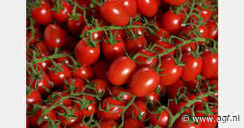 Nederland op een na grootste tomatenexporteur in 2025